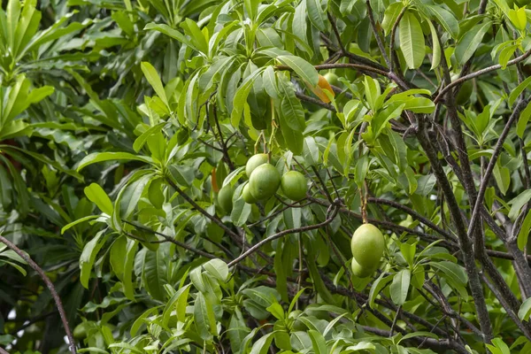 Mangues Vertes Nom Scientifique Mangifera Indica Var Poussant Sur Arbre — Photo