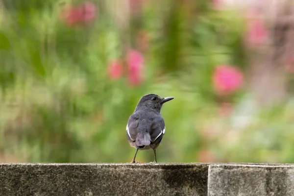 Oriental Magpie Robin Pássaro Sentado Cerca Concreto — Fotografia de Stock