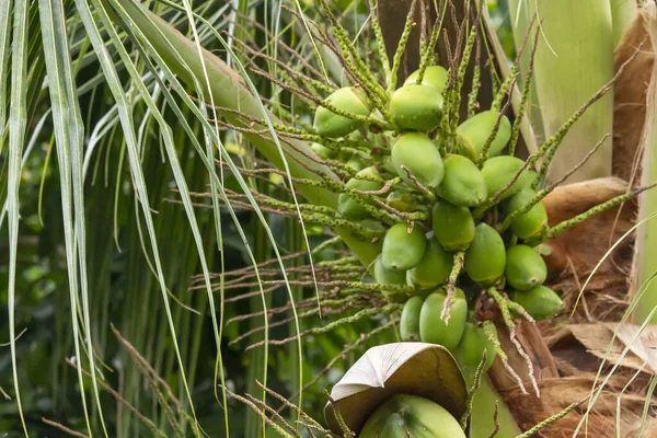 Grüne Kokosnuss Wächst Auf Baum — Stockfoto