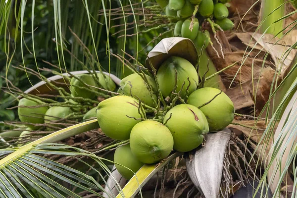 Grüne Kokosnuss Wächst Auf Baum — Stockfoto