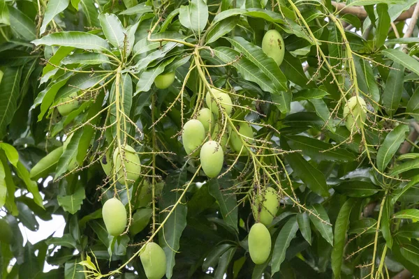 Grüne Mangofrüchte Wissenschaftlicher Name Mangifera Indica Var Auf Baum Wachsen — Stockfoto