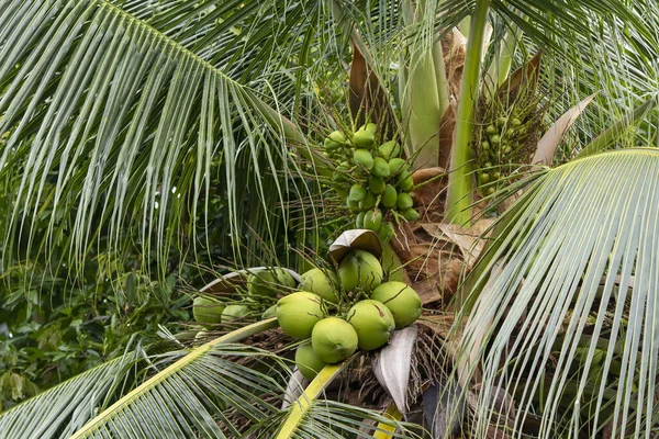 木の上で育つ緑のココナッツ — ストック写真