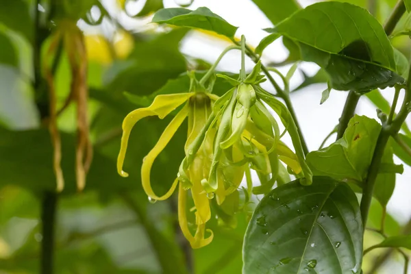 Ylang Ylang Blommor Eller Cananga Blommor Parfymträd Thailand — Stockfoto