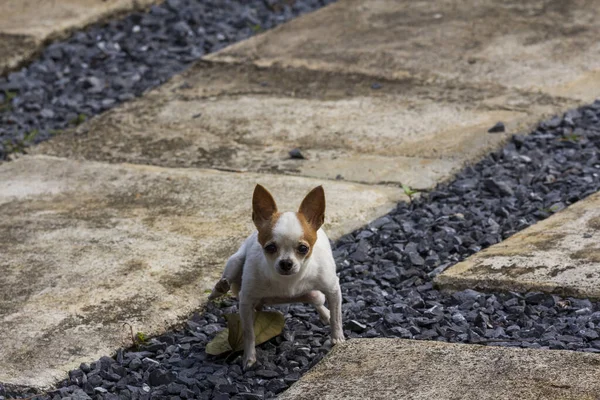 小さな短い髪女性Chihuahua犬排尿小便オンコンクリート床 — ストック写真