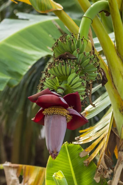 Blomman Bananträdet — Stockfoto