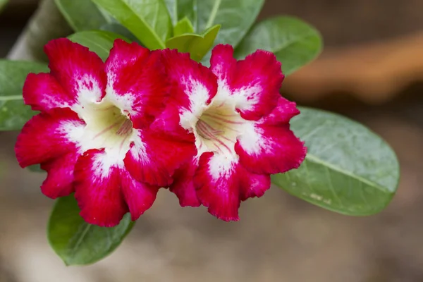 Czerwono Biały Kwiat Adenium Roślinach Tropikalnym Ogrodzie — Zdjęcie stockowe