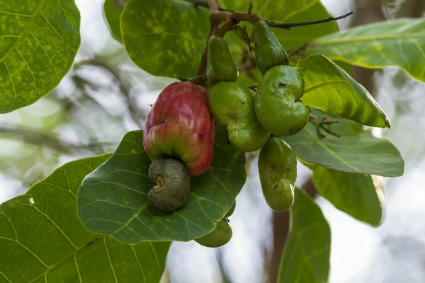 Röd Cashewfrukt Anacardium Occidentale Som Växer Träd — Stockfoto