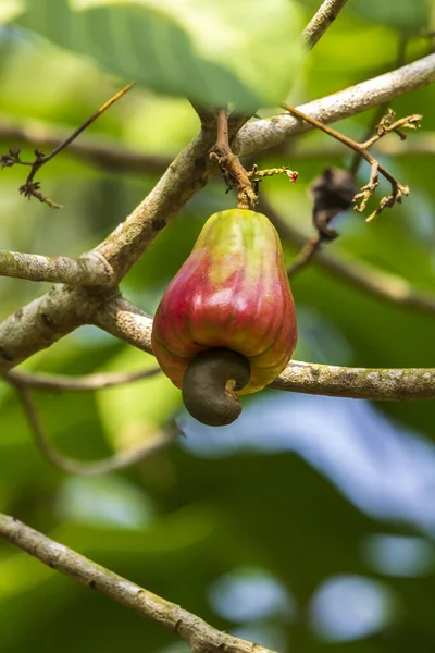 Red cashew fruit (Anacardium occidentale) growing on tree