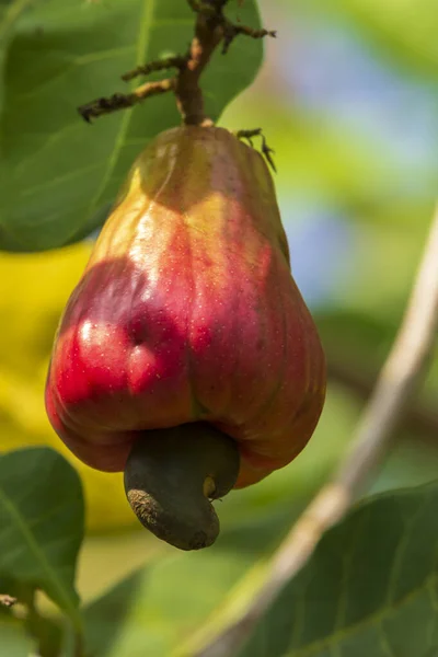 Röd Cashewfrukt Anacardium Occidentale Som Växer Träd — Stockfoto