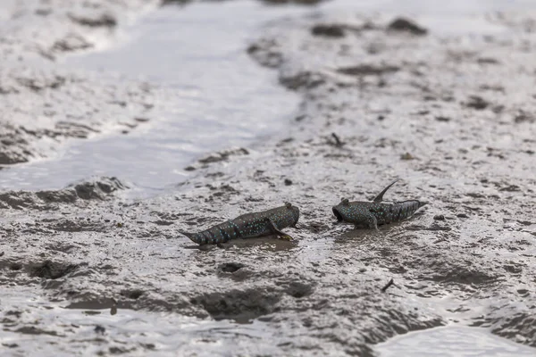 맹그로브 진흙탕에서 물총새나 양서류 스톡 사진