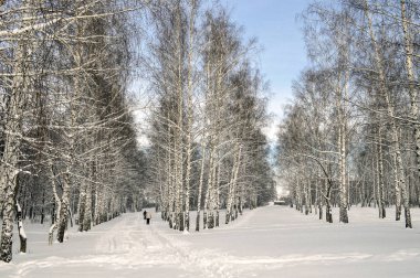 Ağaç, kar ve kayakçı kış park.