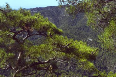 Kıbrıs 'taki Troodos Dağları' nın arka planında Akdeniz çam ağacının resimli dalları.
