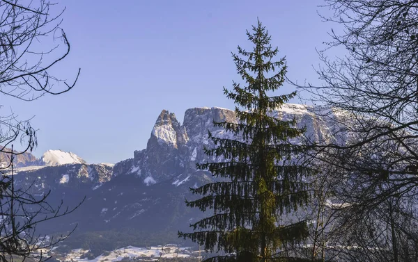 Grande Abeto Contra Fundo Das Dolomitas Céu Azul — Fotografia de Stock