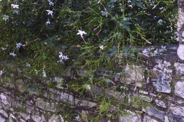 Eski bir duvarın arka planında çiçek açan bitki dalları..