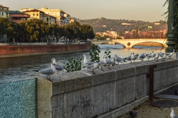 Seagulls Sitting Concrete Fence Adige River Embankment Verona — Stock Photo, Image