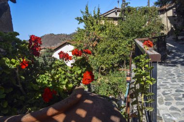 Kıbrıs 'ın Kakopetria köyünün ortaçağ caddesinde bir çömlekte kırmızı çiçekler.