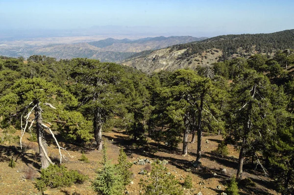 Scénický Výhled Pohoří Troodos Borovice Kypru — Stock fotografie