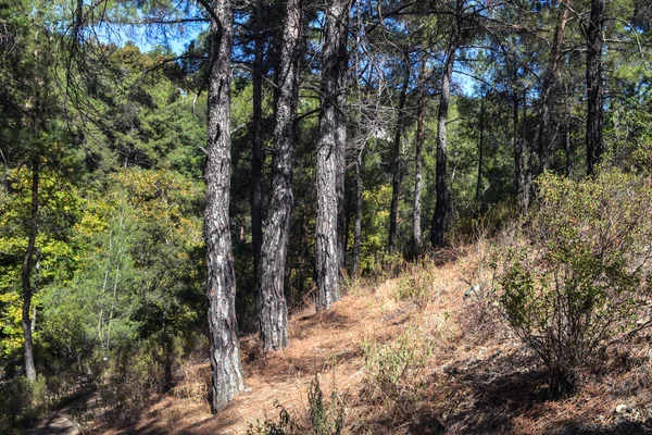 Pini Lungo Strada Fianco Della Montagna Troodos — Foto Stock