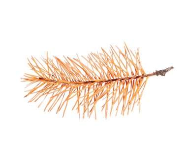 Beyaz arka plan üzerinde izole sarı kuru çam çırpı