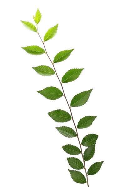 Φύλλα που απομονώνονται σε λευκό φόντο, φράκτες φυτών — Φωτογραφία Αρχείου