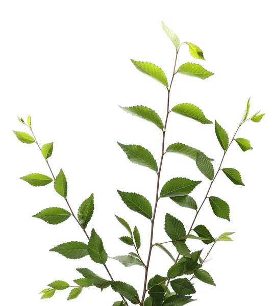 Leaves isolated on white background, plant hedges — Stock Photo, Image