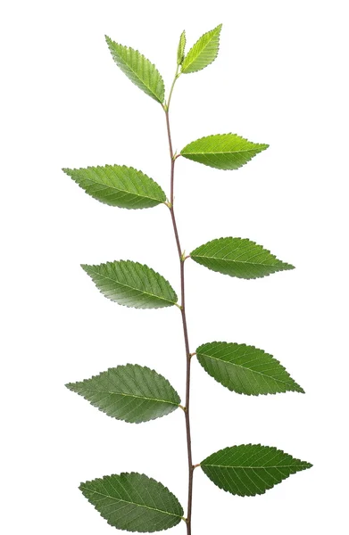 Feuilles isolées sur fond blanc, haies végétales — Photo