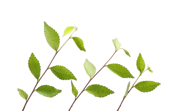 Feuilles isolées sur fond blanc, haies végétales — Photo