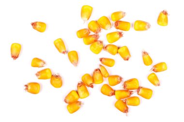 Beyaz arka plan üzerinde izole kazık Mısır taneleri