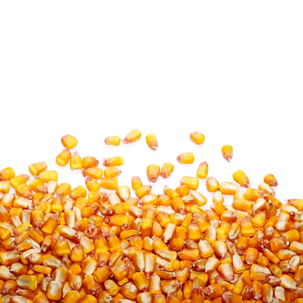Pilha de grãos de milho isolado no fundo branco — Fotografia de Stock