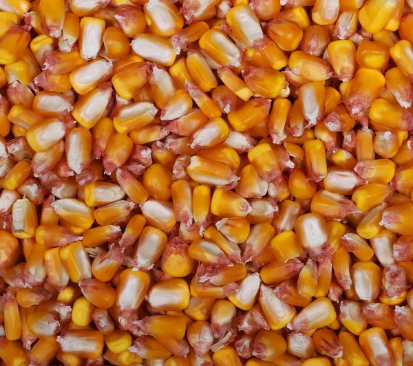 トウモロコシの穀物のテクスチャーと背景 — ストック写真