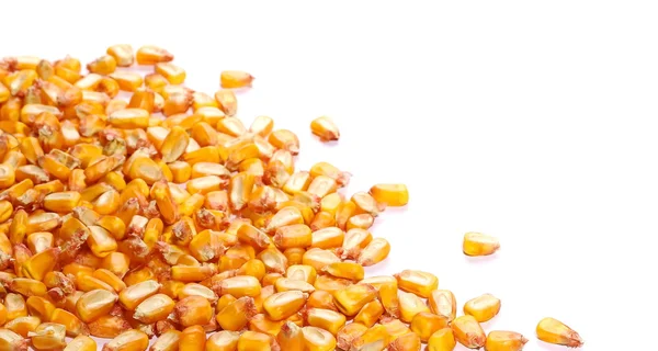 Pilha de grãos de milho isolado no fundo branco — Fotografia de Stock