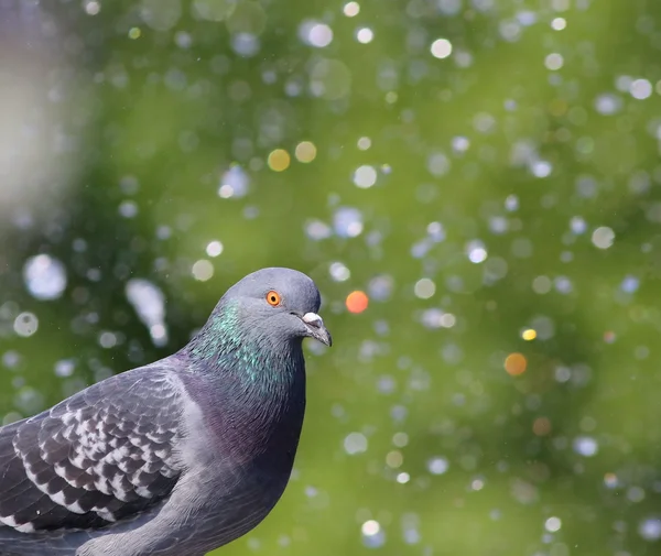 Pigeon in fountain with bokeh lights — Stock Photo, Image