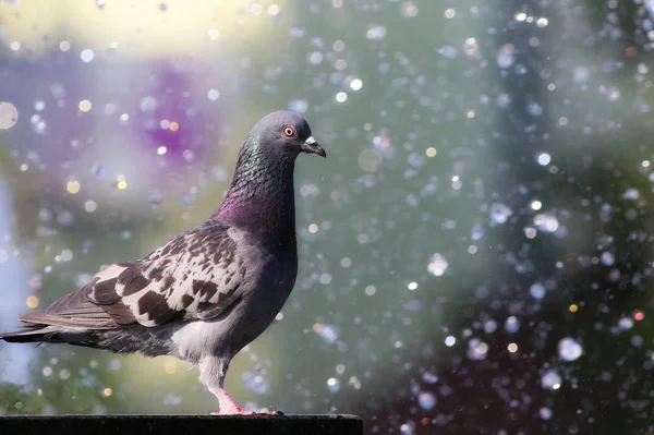 Pigeon in fountain with bokeh lights — Stock Photo, Image
