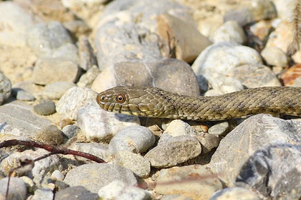 Dice snake (Natrix tessellata) — Stock Photo, Image