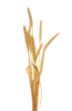Beyaz arkaplanda buğday izole