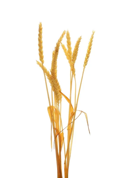 Golden wheat grain isolated on white background, with clipping path — Stock Photo, Image