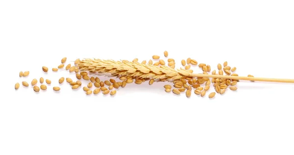 Uši pšenice a semena izolovaných na bílém pozadí — Stock fotografie
