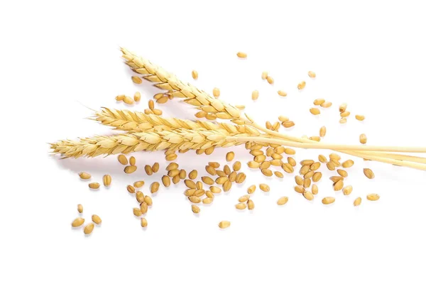 Уши пшеницы и семена изолированы на белом фоне — стоковое фото