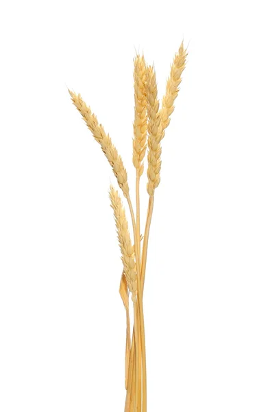 Grano de trigo aislado sobre fondo blanco, con camino de recorte — Foto de Stock