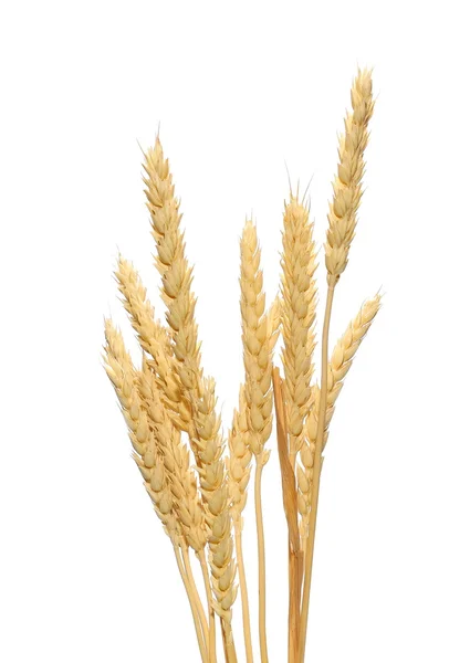 Wheat grain isolated on white background, with clipping path — Stock Photo, Image