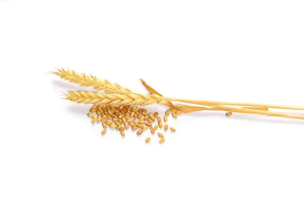 小麦や小麦の白い背景の上の耳 — ストック写真