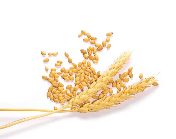 Ears of wheat and wheat grain on white background — Stock Photo, Image