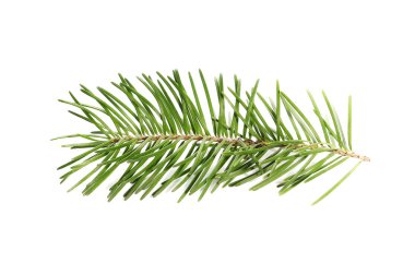 Firavun ağacı dalı beyazda yalıtılmış