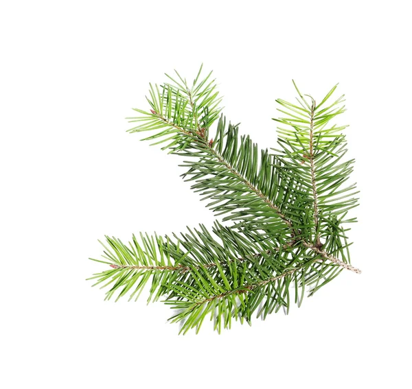 Fir tree branch isolated on white — Stock Photo, Image