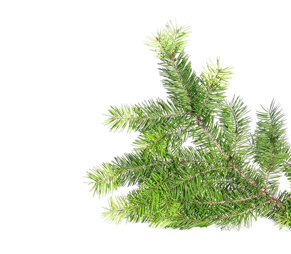 Fir tree branch isolated on white — Stock Photo, Image