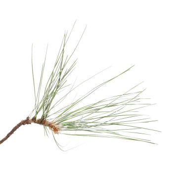 Firavun ağacı dalı beyazda yalıtılmış