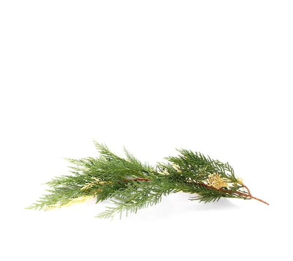 Fir tree branch isolated on white — Stock Photo, Image