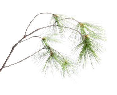 Firavun ağacı dalı beyazda yalıtılmış