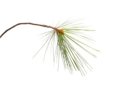 Firavun ağacı dalı beyazda yalıtılmış