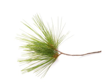 Firavun ağacı dalı beyazda yalıtılmış